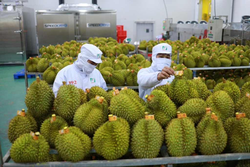 Bước 1: Thu hoạch và sơ chế trái cây