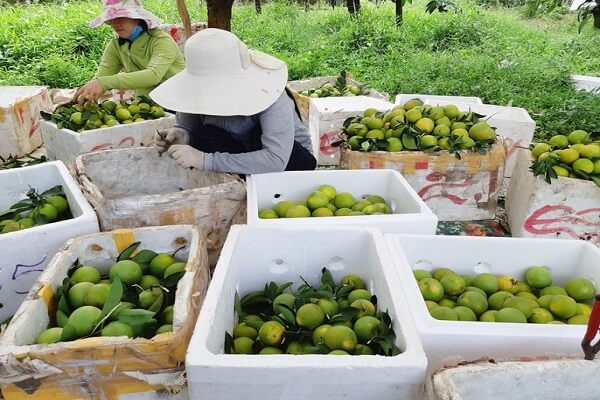 Các quy định cần biết khi mang trái cây lên máy bay